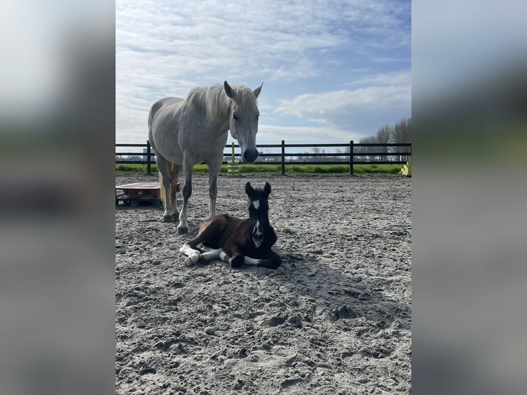 Amerikansk curlyhäst Valack 1 år 145 cm Braunfalbschimmel in Deinze