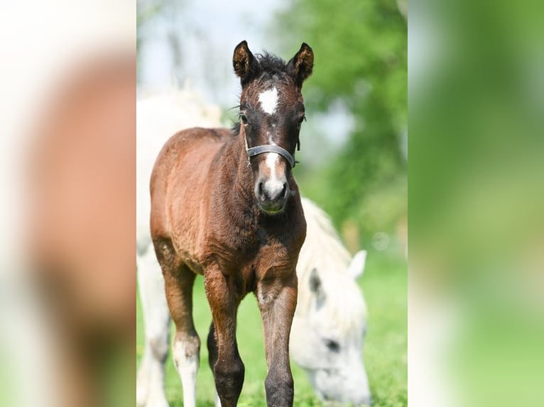 Amerikansk curlyhäst Valack 1 år 145 cm Braunfalbschimmel in Deinze