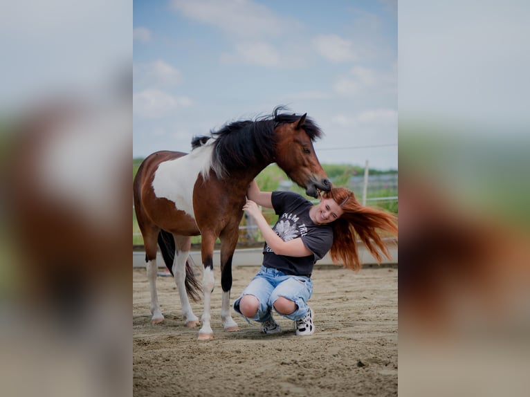 Amerikansk curlyhäst Blandning Valack 3 år 120 cm Pinto in Zwijndrecht