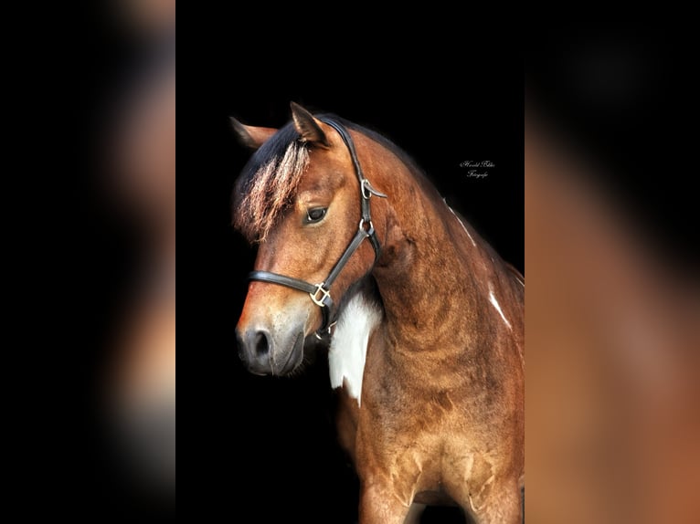 Amerikansk curlyhäst Blandning Valack 3 år 120 cm Pinto in Zwijndrecht