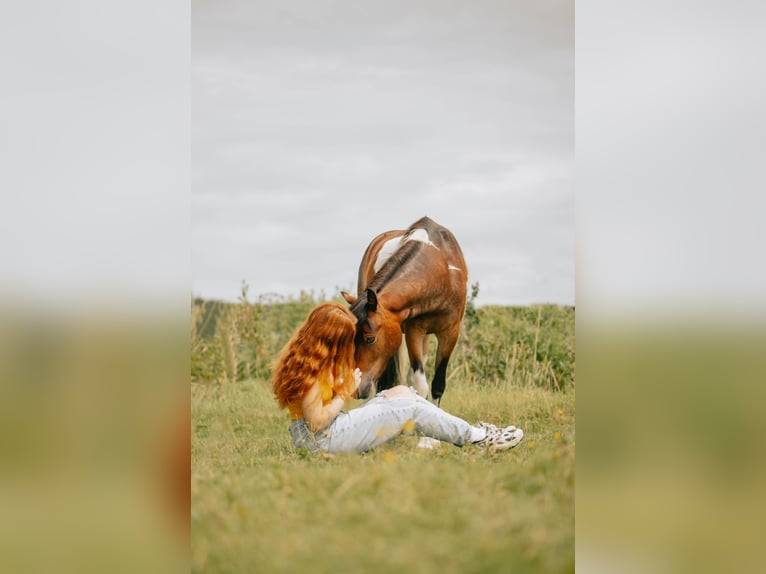 Amerikansk curlyhäst Blandning Valack 3 år 120 cm Pinto in Zwijndrecht