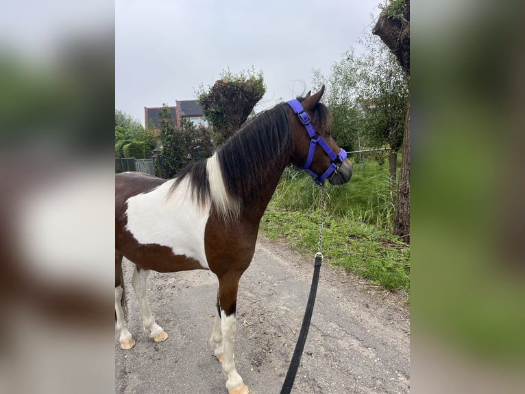 Amerikansk curlyhäst Blandning Valack 3 år 120 cm Pinto in Zwijndrecht