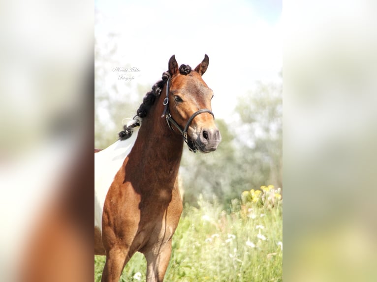 Amerikansk curlyhäst Blandning Valack 3 år 120 cm Pinto in Zwijndrecht