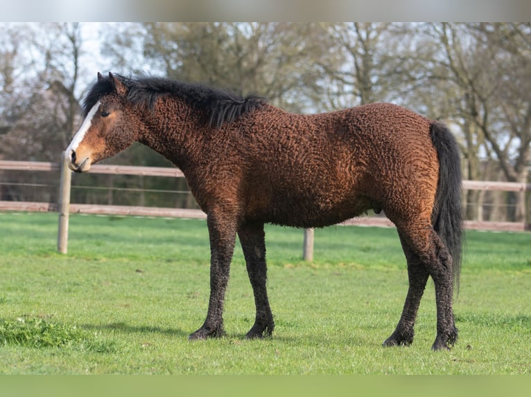 Amerikansk curlyhäst Valack 3 år 152 cm Brun in Bokel