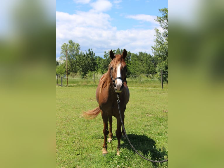 Amerikansk curlyhäst Valack 4 år 152 cm fux in chantemerle-les-grignan