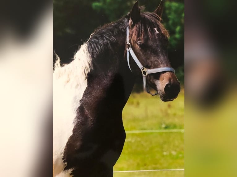 Amerikansk curlyhäst Valack 5 år 149 cm Tobiano-skäck-alla-färger in Ennepetal