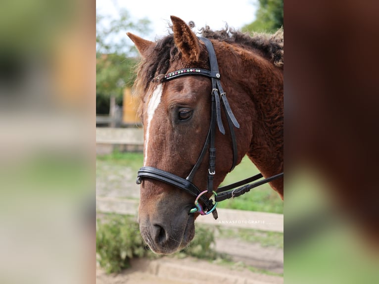 Amerikansk curlyhäst Valack 6 år 150 cm Fux in Timmendorfer Strand