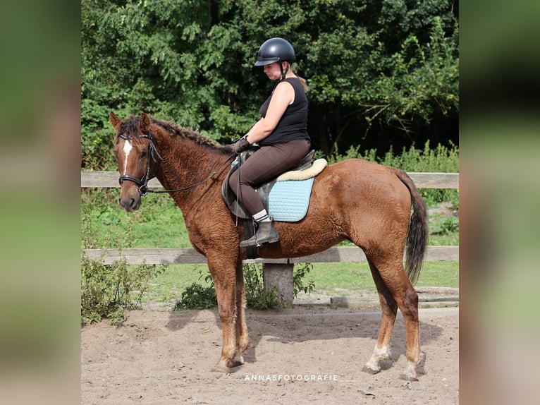 Amerikansk curlyhäst Valack 6 år 150 cm Fux in Timmendorfer Strand