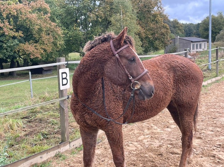 Amerikansk curlyhäst Valack 6 år 152 cm Fux in Eickhof