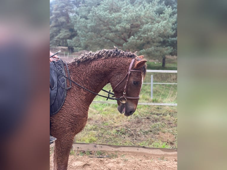 Amerikansk curlyhäst Valack 6 år 152 cm Fux in Eickhof