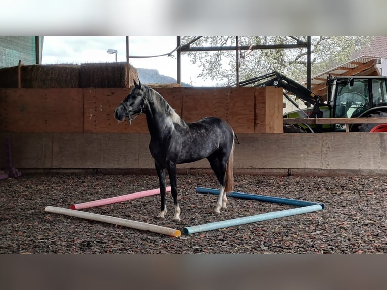 Amerikansk curlyhäst Valack 6 år 157 cm Pinto in Steinheim am Albuch