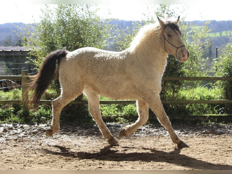 Amerikansk curlyhäst Valack 7 år 160 cm Gulbrun in FRANCE