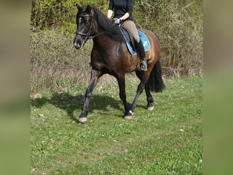 Amerikansk curlyhäst Valack 7 år 164 cm Mörkbrun in Laichingen