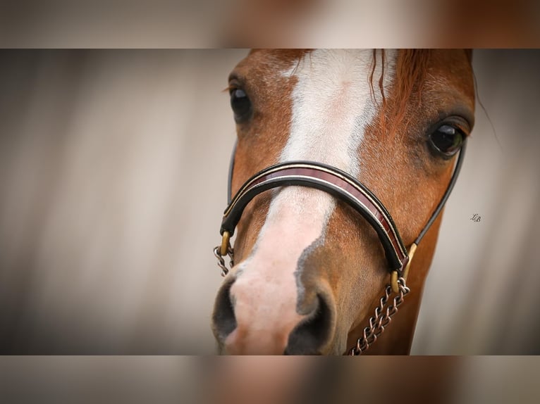 Amerikansk miniatyrhäst Hingst 1 år 90 cm Sabino in Wiekevorst