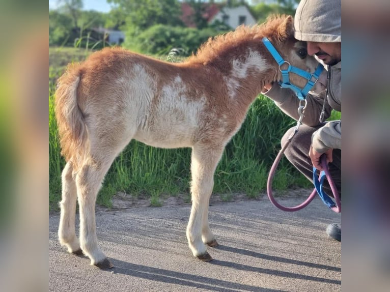 Amerikansk miniatyrhäst Hingst 1 år Overo-skäck-alla-färger in Söhlde