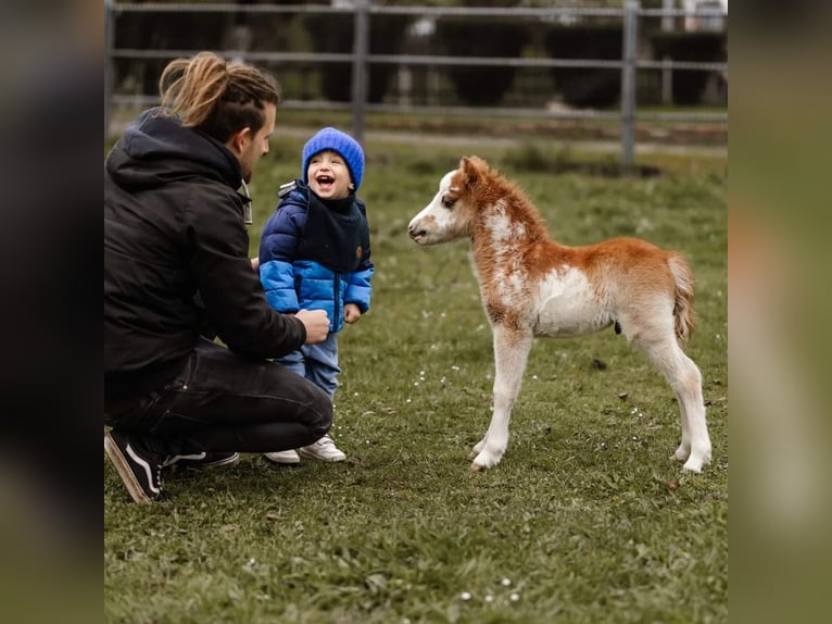 Amerikansk miniatyrhäst Hingst 1 år Overo-skäck-alla-färger in Söhlde