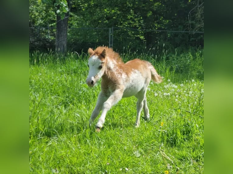 Amerikansk miniatyrhäst Hingst 1 år Overo-skäck-alla-färger in Söhlde