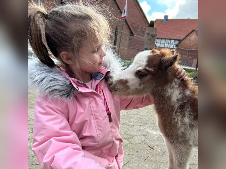 Amerikansk miniatyrhäst Hingst 1 år Overo-skäck-alla-färger in Söhlde