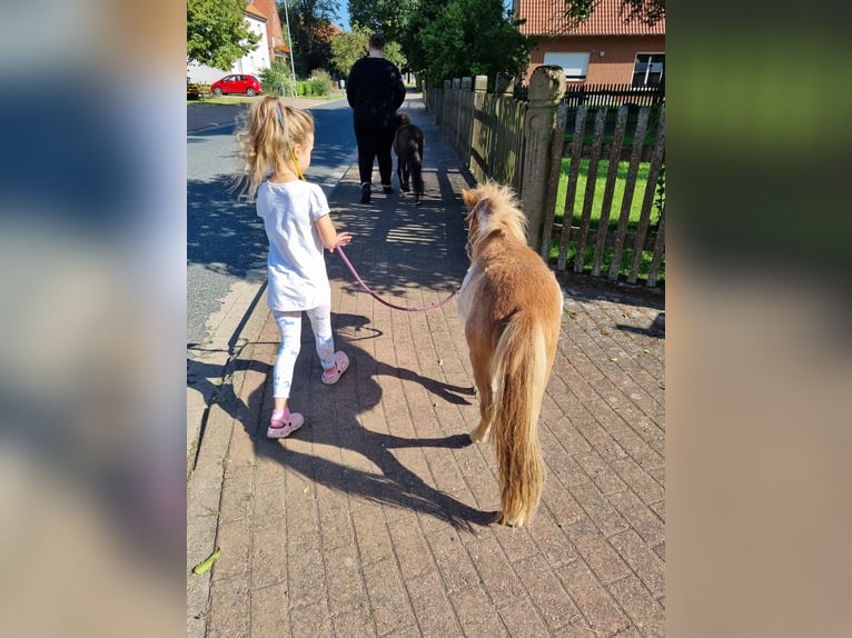 Amerikansk miniatyrhäst Hingst 1 år Overo-skäck-alla-färger in Söhlde