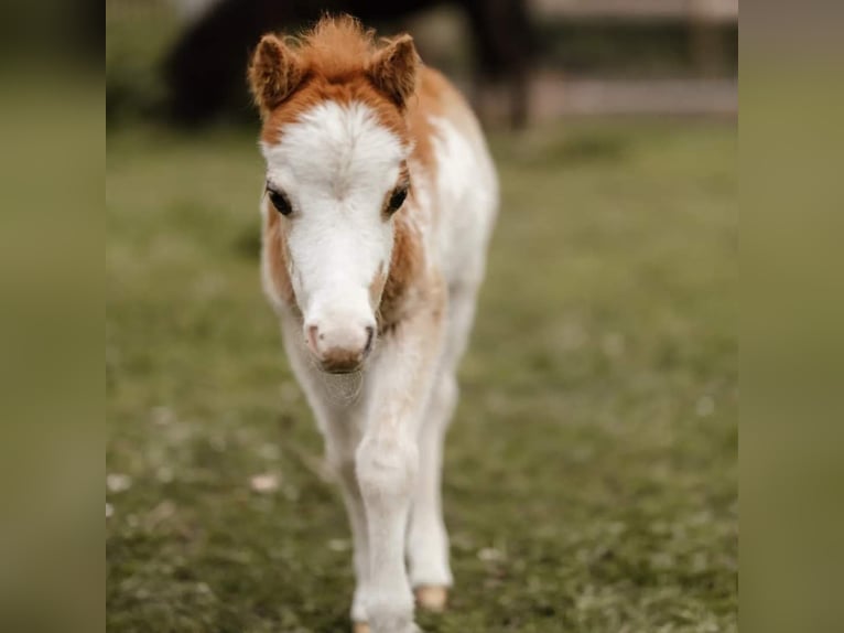 Amerikansk miniatyrhäst Hingst 1 år Overo-skäck-alla-färger in Söhlde