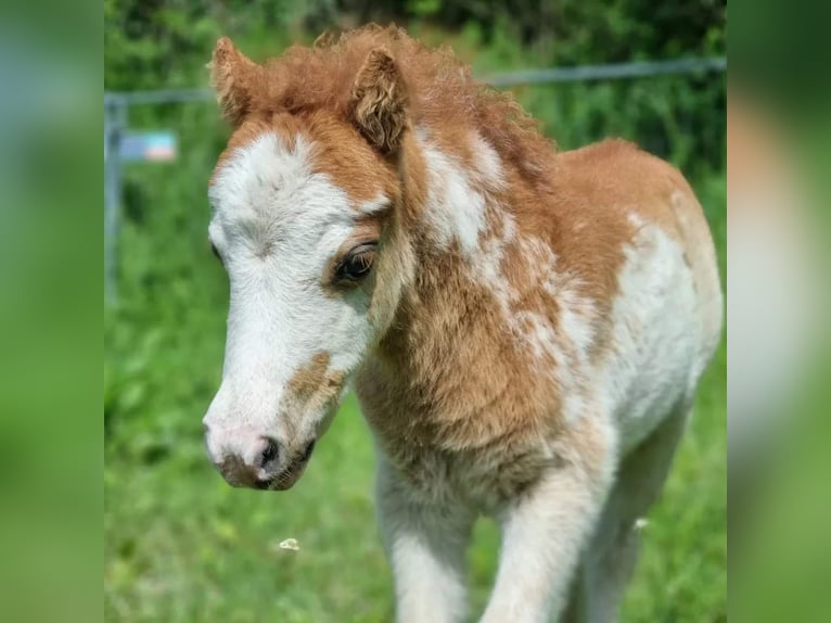 Amerikansk miniatyrhäst Hingst 1 år Overo-skäck-alla-färger in Söhlde