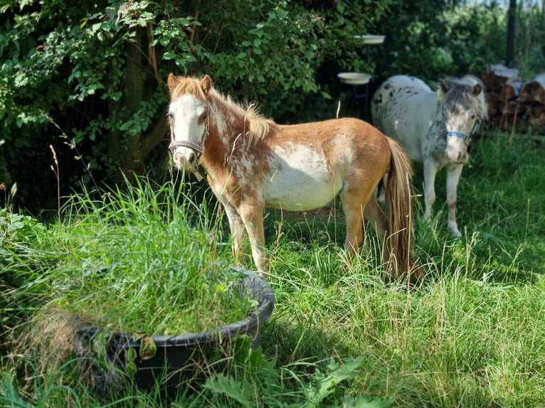 Amerikansk miniatyrhäst Hingst 1 år Overo-skäck-alla-färger in Söhlde