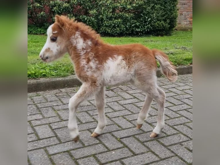 Amerikansk miniatyrhäst Hingst 1 år Overo-skäck-alla-färger in Söhlde