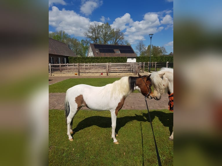Amerikansk miniatyrhäst Hingst 1 år Pinto in schaijk