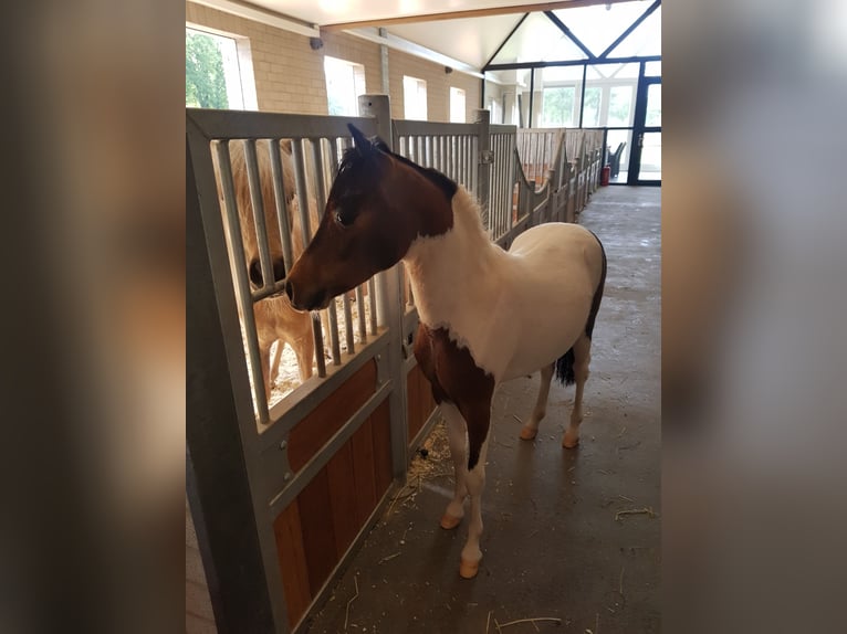 Amerikansk miniatyrhäst Hingst 1 år Pinto in Schaijk