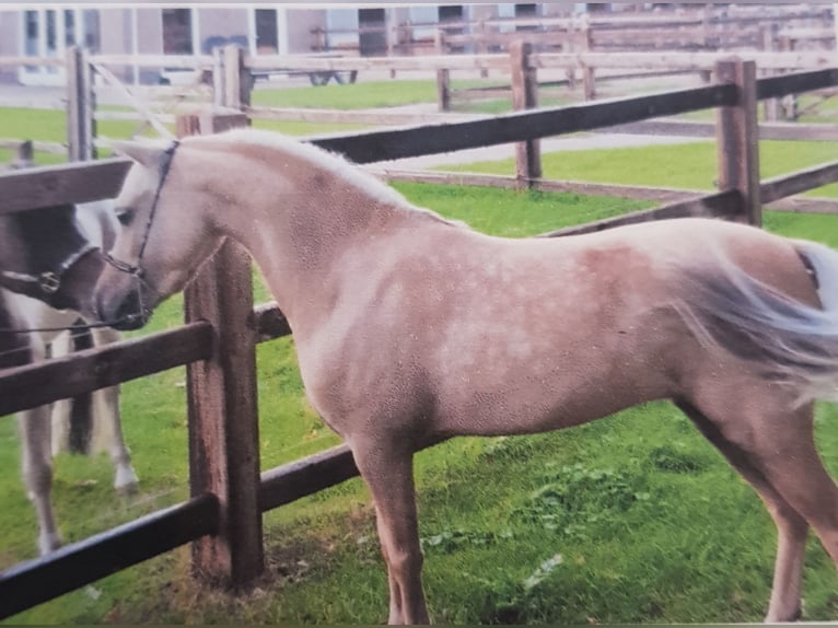 Amerikansk miniatyrhäst Hingst 1 år Pinto in Schaijk