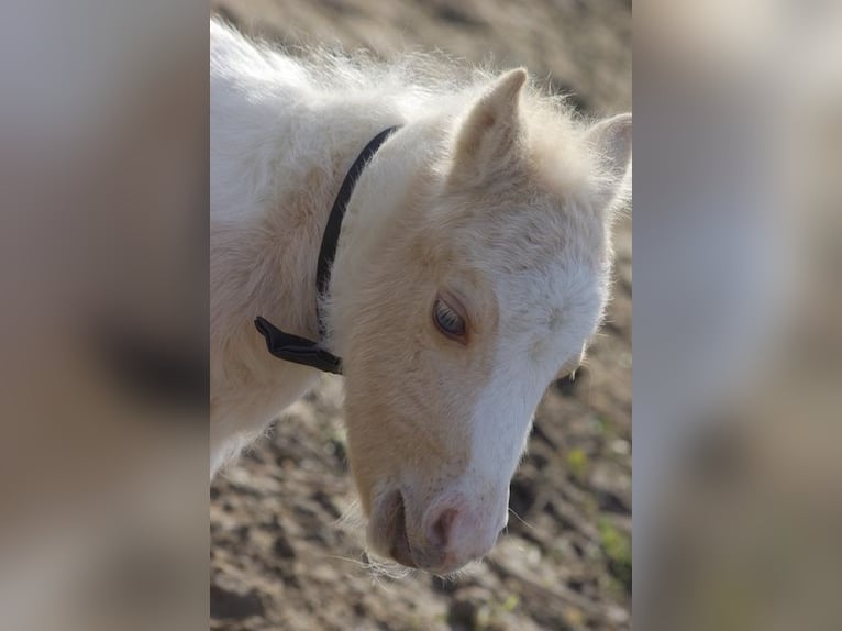 Amerikansk miniatyrhäst Hingst 21 år Palomino in Berd&#39;huis