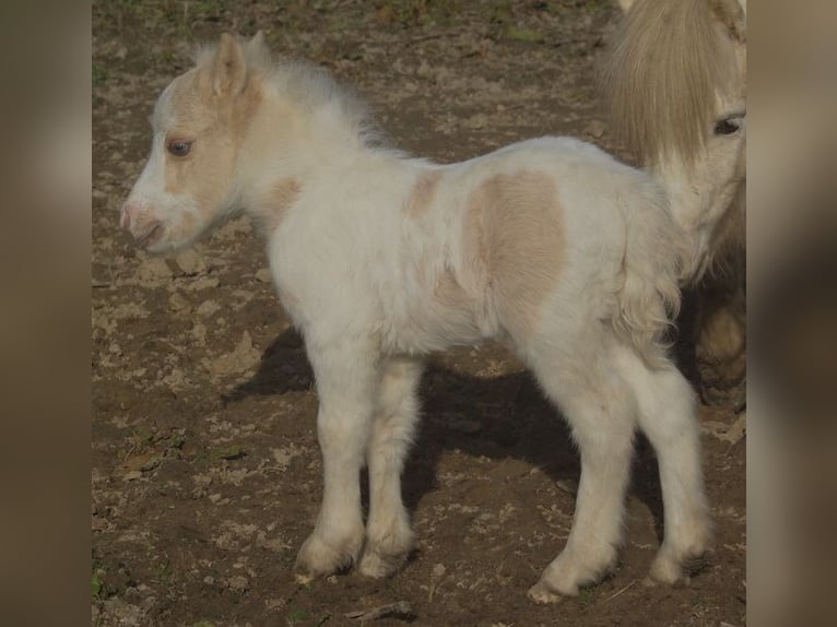Amerikansk miniatyrhäst Hingst 21 år Palomino in Berd&#39;huis