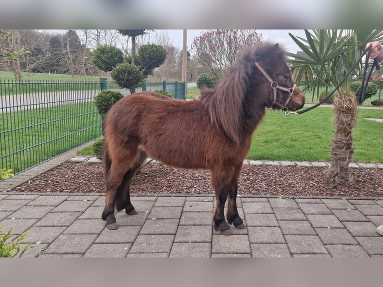 Amerikansk miniatyrhäst Hingst 2 år 80 cm Brun in Reken
