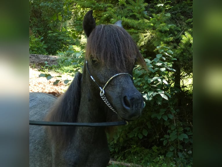 Amerikansk miniatyrhäst Hingst 2 år 90 cm Grå in Le Petit Bornand