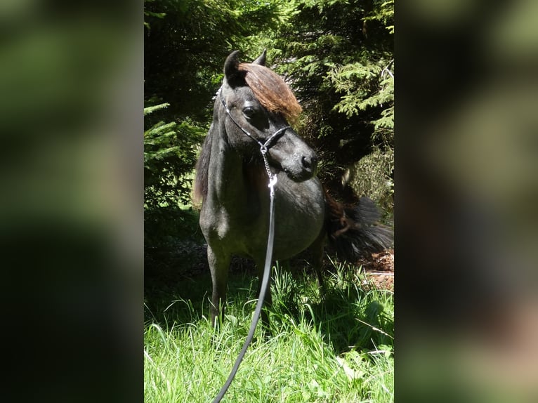 Amerikansk miniatyrhäst Hingst 2 år 90 cm Grå in Le Petit Bornand