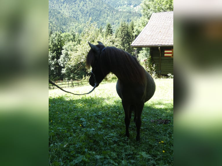 Amerikansk miniatyrhäst Hingst 2 år 90 cm Grå in Le Petit Bornand