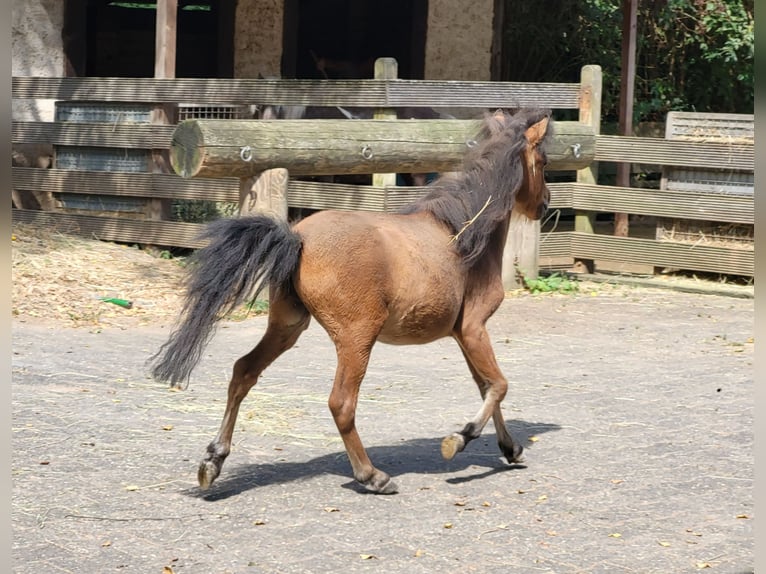 Amerikansk miniatyrhäst Hingst 2 år Brun in Lauschied