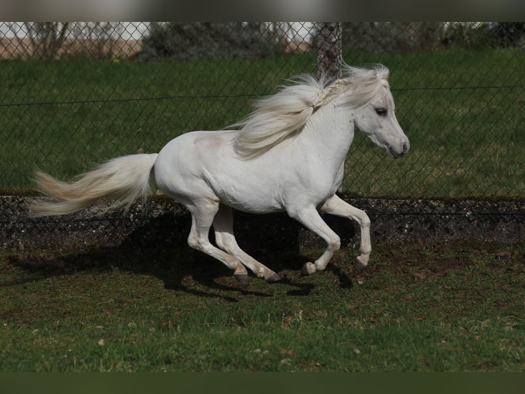 Amerikansk miniatyrhäst Hingst 3 år 84 cm Palomino in Hinterweidenthal