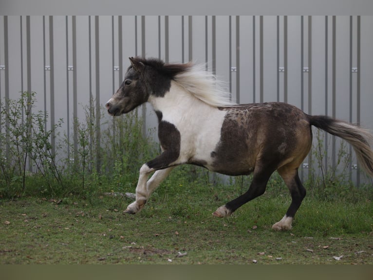 Amerikansk miniatyrhäst Hingst 3 år 84 cm Palomino in Hinterweidenthal