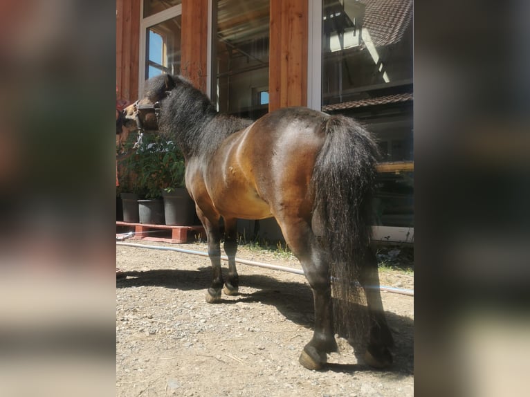 Amerikansk miniatyrhäst Hingst 4 år 80 cm Brun in Grünenbach