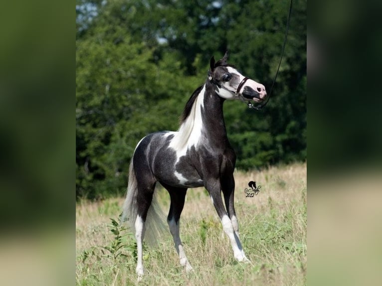 Amerikansk miniatyrhäst Hingst 4 år Pinto in Horšovský Týn
