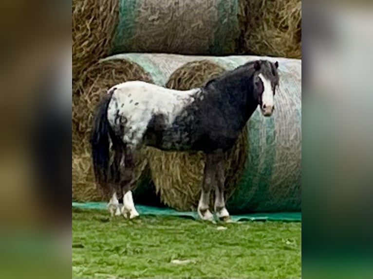Amerikansk miniatyrhäst Hingst 4 år Pinto in Horsovsky Tyn