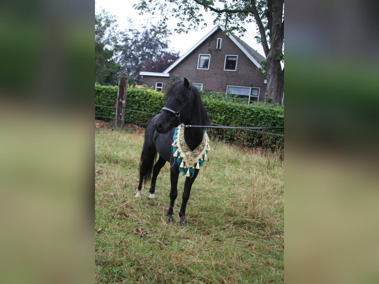 Amerikansk miniatyrhäst Blandning Hingst 5 år 89 cm Tobiano-skäck-alla-färger in Kerkenveld