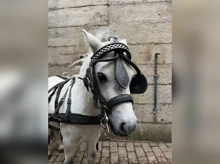 Amerikansk miniatyrhäst Hingst 6 år 80 cm Grå in Bad Krozingen