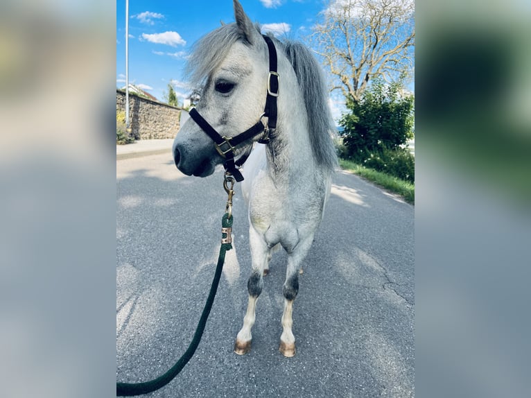 Amerikansk miniatyrhäst Hingst 6 år 80 cm Grå in Bad Krozingen