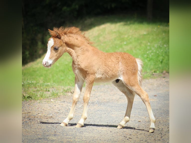 Amerikansk miniatyrhäst Hingst Föl (05/2024) 84 cm fux in Geesbrug