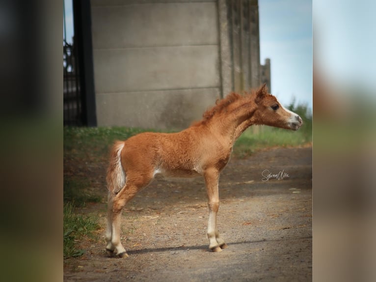 Amerikansk miniatyrhäst Hingst Föl (05/2024) 84 cm fux in Geesbrug