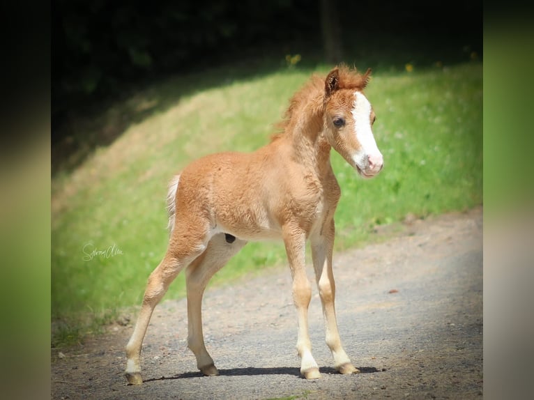 Amerikansk miniatyrhäst Hingst Föl (05/2024) 84 cm fux in Geesbrug