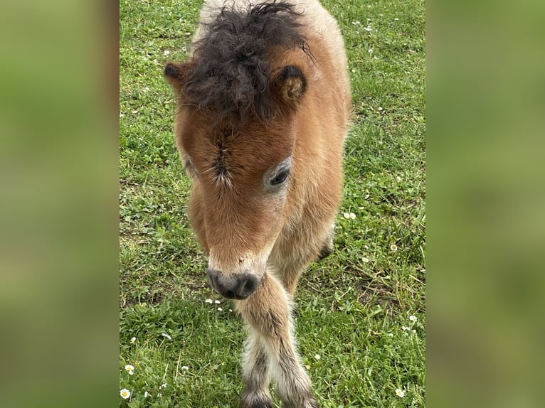 Amerikansk miniatyrhäst Hingst Föl (05/2024) 84 cm in Festalemps