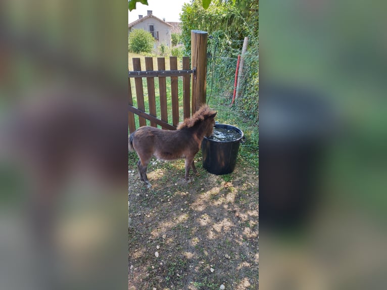 Amerikansk miniatyrhäst Hingst Föl (05/2024) 84 cm in Festalemps